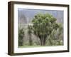 New Zealand Cabbage Tree-null-Framed Photographic Print