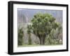 New Zealand Cabbage Tree-null-Framed Photographic Print
