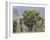 New Zealand Cabbage Tree-null-Framed Photographic Print