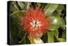 New Zealand Christmas Tree, Pohutukawa in Flower-null-Stretched Canvas