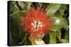 New Zealand Christmas Tree, Pohutukawa in Flower-null-Stretched Canvas