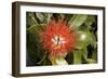 New Zealand Christmas Tree, Pohutukawa in Flower-null-Framed Photographic Print