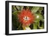 New Zealand Christmas Tree, Pohutukawa in Flower-null-Framed Photographic Print