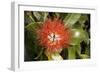 New Zealand Christmas Tree, Pohutukawa in Flower-null-Framed Photographic Print