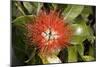 New Zealand Christmas Tree, Pohutukawa in Flower-null-Mounted Photographic Print