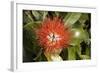 New Zealand Christmas Tree, Pohutukawa in Flower-null-Framed Photographic Print