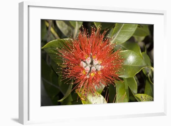 New Zealand Christmas Tree, Pohutukawa in Flower-null-Framed Photographic Print