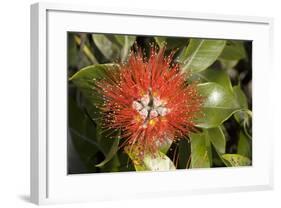 New Zealand Christmas Tree, Pohutukawa in Flower-null-Framed Photographic Print