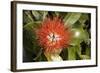 New Zealand Christmas Tree, Pohutukawa in Flower-null-Framed Photographic Print