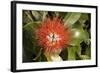 New Zealand Christmas Tree, Pohutukawa in Flower-null-Framed Photographic Print