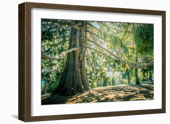 New Zealand, Commonwealth, Queenstown, Giant Sequoia, South Island-null-Framed Photographic Print