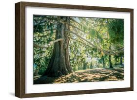 New Zealand, Commonwealth, Queenstown, Giant Sequoia, South Island-null-Framed Photographic Print