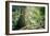 New Zealand, Commonwealth, Queenstown, Giant Sequoia, South Island-null-Framed Photographic Print