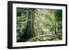 New Zealand, Commonwealth, Queenstown, Giant Sequoia, South Island-null-Framed Photographic Print