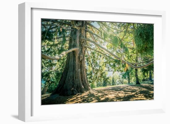 New Zealand, Commonwealth, Queenstown, Giant Sequoia, South Island-null-Framed Photographic Print