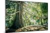 New Zealand, Commonwealth, Queenstown, Giant Sequoia, South Island-null-Mounted Photographic Print