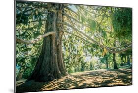 New Zealand, Commonwealth, Queenstown, Giant Sequoia, South Island-null-Mounted Photographic Print