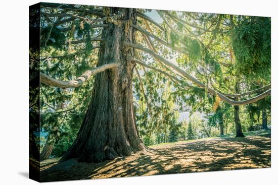 New Zealand, Commonwealth, Queenstown, Giant Sequoia, South Island-null-Stretched Canvas