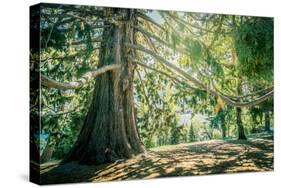 New Zealand, Commonwealth, Queenstown, Giant Sequoia, South Island-null-Stretched Canvas