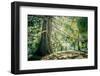 New Zealand, Commonwealth, Queenstown, Giant Sequoia, South Island-null-Framed Photographic Print