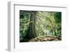 New Zealand, Commonwealth, Queenstown, Giant Sequoia, South Island-null-Framed Photographic Print