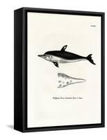 New Zealand Dolphin-null-Framed Stretched Canvas