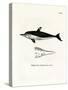 New Zealand Dolphin-null-Stretched Canvas