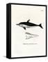 New Zealand Dolphin-null-Framed Stretched Canvas