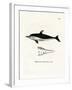 New Zealand Dolphin-null-Framed Giclee Print