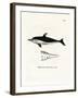 New Zealand Dolphin-null-Framed Giclee Print