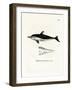 New Zealand Dolphin-null-Framed Giclee Print