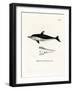 New Zealand Dolphin-null-Framed Giclee Print