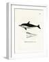 New Zealand Dolphin-null-Framed Giclee Print