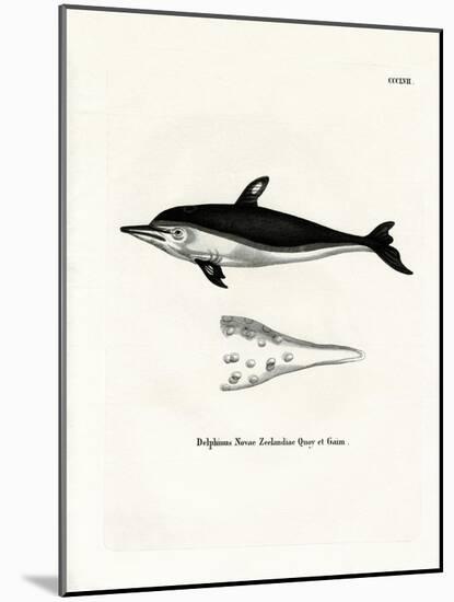 New Zealand Dolphin-null-Mounted Giclee Print