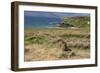 New Zealand, Enderby Island, Sandy Bay. New Zealand sea lion.-Cindy Miller Hopkins-Framed Photographic Print