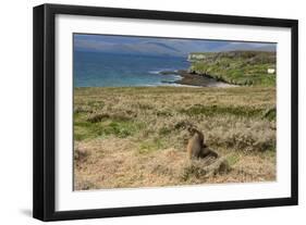 New Zealand, Enderby Island, Sandy Bay. New Zealand sea lion.-Cindy Miller Hopkins-Framed Photographic Print