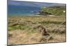 New Zealand, Enderby Island, Sandy Bay. New Zealand sea lion.-Cindy Miller Hopkins-Mounted Photographic Print