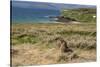 New Zealand, Enderby Island, Sandy Bay. New Zealand sea lion.-Cindy Miller Hopkins-Stretched Canvas