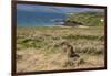 New Zealand, Enderby Island, Sandy Bay. New Zealand sea lion.-Cindy Miller Hopkins-Framed Premium Photographic Print