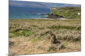 New Zealand, Enderby Island, Sandy Bay. New Zealand sea lion.-Cindy Miller Hopkins-Mounted Premium Photographic Print