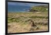 New Zealand, Enderby Island, Sandy Bay. New Zealand sea lion.-Cindy Miller Hopkins-Framed Premium Photographic Print