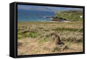 New Zealand, Enderby Island, Sandy Bay. New Zealand sea lion.-Cindy Miller Hopkins-Framed Stretched Canvas