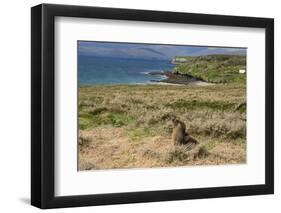 New Zealand, Enderby Island, Sandy Bay. New Zealand sea lion.-Cindy Miller Hopkins-Framed Photographic Print