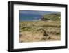 New Zealand, Enderby Island, Sandy Bay. New Zealand sea lion.-Cindy Miller Hopkins-Framed Photographic Print