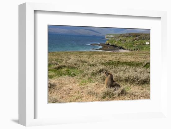 New Zealand, Enderby Island, Sandy Bay. New Zealand sea lion.-Cindy Miller Hopkins-Framed Photographic Print