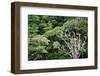 New Zealand, Fjordland National Park, Greenstone Track, Rainforest-Catharina Lux-Framed Photographic Print