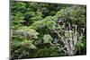 New Zealand, Fjordland National Park, Greenstone Track, Rainforest-Catharina Lux-Mounted Photographic Print