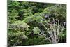 New Zealand, Fjordland National Park, Greenstone Track, Rainforest-Catharina Lux-Mounted Photographic Print