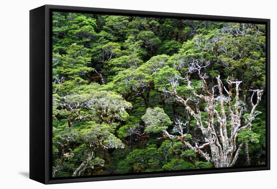 New Zealand, Fjordland National Park, Greenstone Track, Rainforest-Catharina Lux-Framed Stretched Canvas