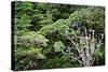 New Zealand, Fjordland National Park, Greenstone Track, Rainforest-Catharina Lux-Stretched Canvas